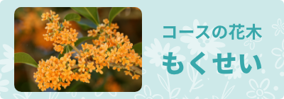 コースの花木、もくせい