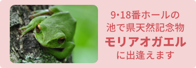 9・18番ホールの池で県天然記念物モリアオガエルに出逢えます